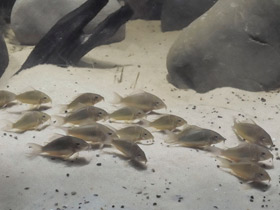 Фото Изумрудный брохис