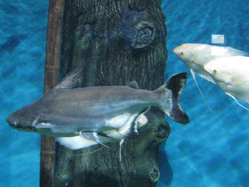 Фото Высокоплавничный пангасиус