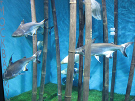 Фото Высокоплавничный пангасиус