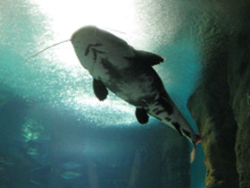 Фото Краснохвостый сом