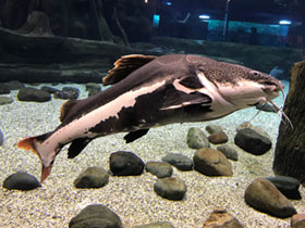 Фото Краснохвостый сом