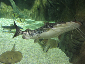 Фото Тигровая псевдоплатистома