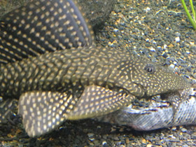 Фото Парчовый птеригоплихт