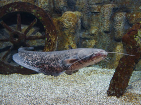 Фото Европейский сом