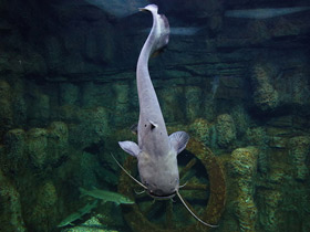 Фото Европейский сом