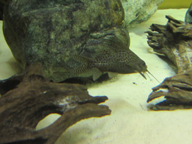 Фото Вуалевый синодонтис