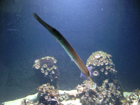 Фото Китайский флейторыл