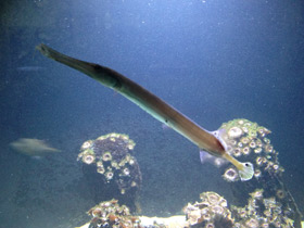 Фото Китайский флейторыл