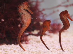 Фото Длинноносый конёк