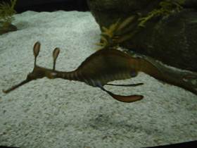 Фото Морской дракон обыкновенный