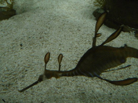 Фото Морской дракон обыкновенный