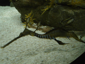 Фото Морской дракон обыкновенный