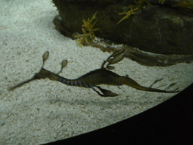 Фото Морской дракон обыкновенный