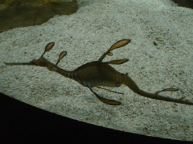 Фото Морской дракон обыкновенный