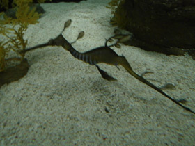 Фото Морской дракон обыкновенный