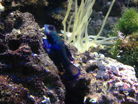 Фото Мандаринка