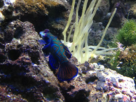 Фото Мандаринка