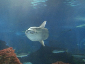 Фото Обыкновенная луна-рыба