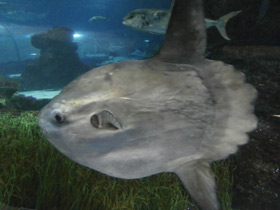 Фото Обыкновенная луна-рыба