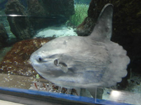 Фото Обыкновенная луна-рыба