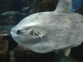 Фото Обыкновенная луна-рыба