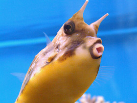 Фото Обыкновенный рогатый кузовок