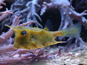 Фото Обыкновенный рогатый кузовок