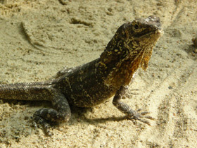 Фото Плащеносная ящерица