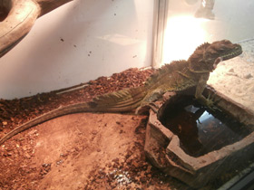 Фото Парусная ящерица