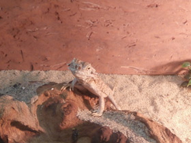 Фото Ушастая круглоголовка