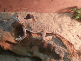 Фото Ушастая круглоголовка