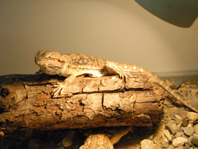 Фото Бородатая агама