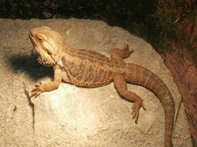 Фото Бородатая агама