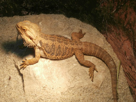 Фото Бородатая агама