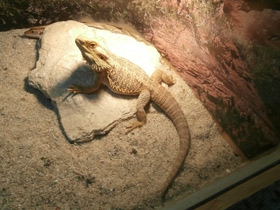 Фото Бородатая агама