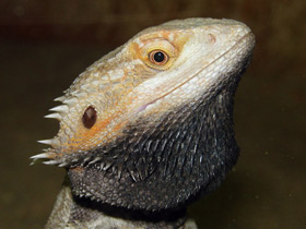 Фото Бородатая агама