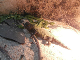 Фото Египетский шипохвост