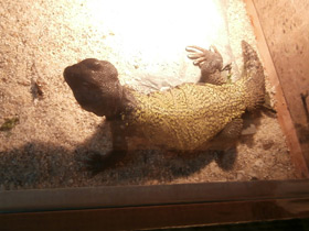 Фото Египетский шипохвост