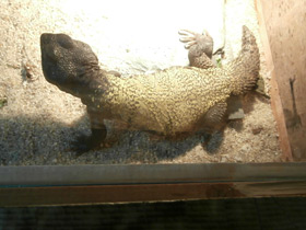 Фото Египетский шипохвост