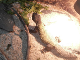 Фото Египетский шипохвост