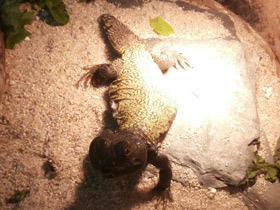 Фото Египетский шипохвост