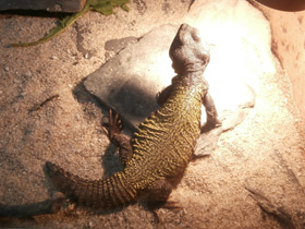 Фото Египетский шипохвост