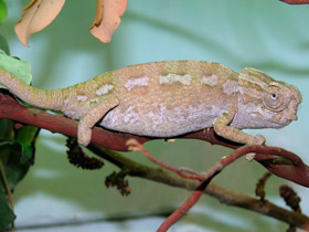 Фото Формы и краски в мире животных