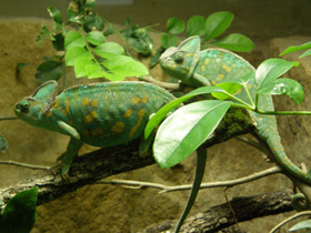 Фото Европейский хамелеон