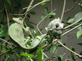 Фото Европейский хамелеон