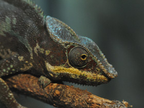 Фото Пантеровый хамелеон