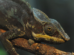 Фото Пантеровый хамелеон