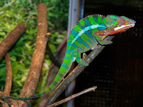 Фото Пантеровый хамелеон