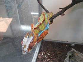 Фото Пантеровый хамелеон