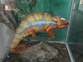 Фото Пантеровый хамелеон